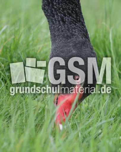 Trauerschwan-B 053.jpg